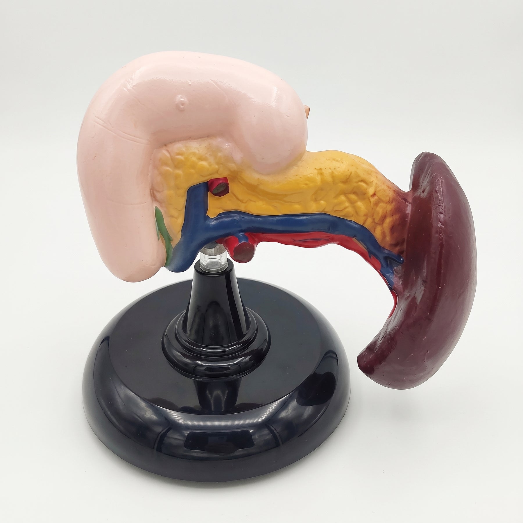 Modèle anatomique du pancréas humain 3D
