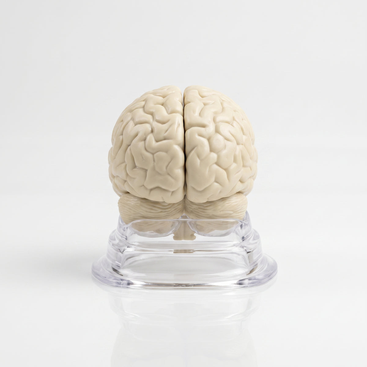 Modèle Anatomique : Cerveau Humain 3D Image principale du produit