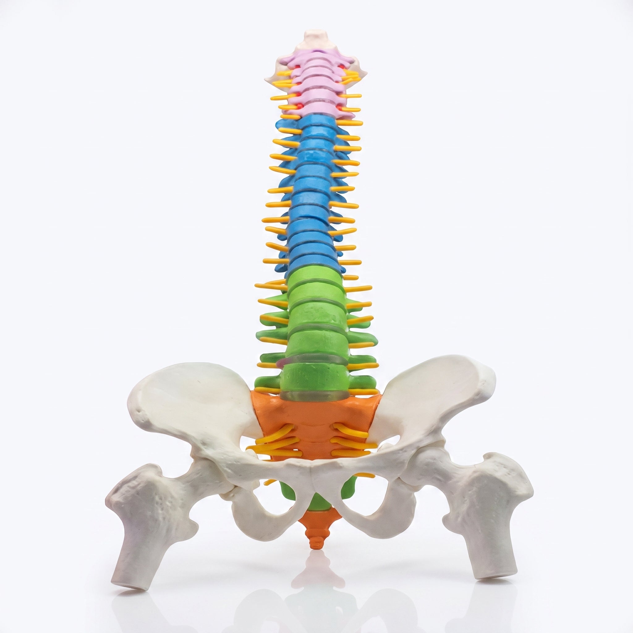 Modèle Colonne Vertébrale – Réplique Anatomique de Précision Image principale du produit