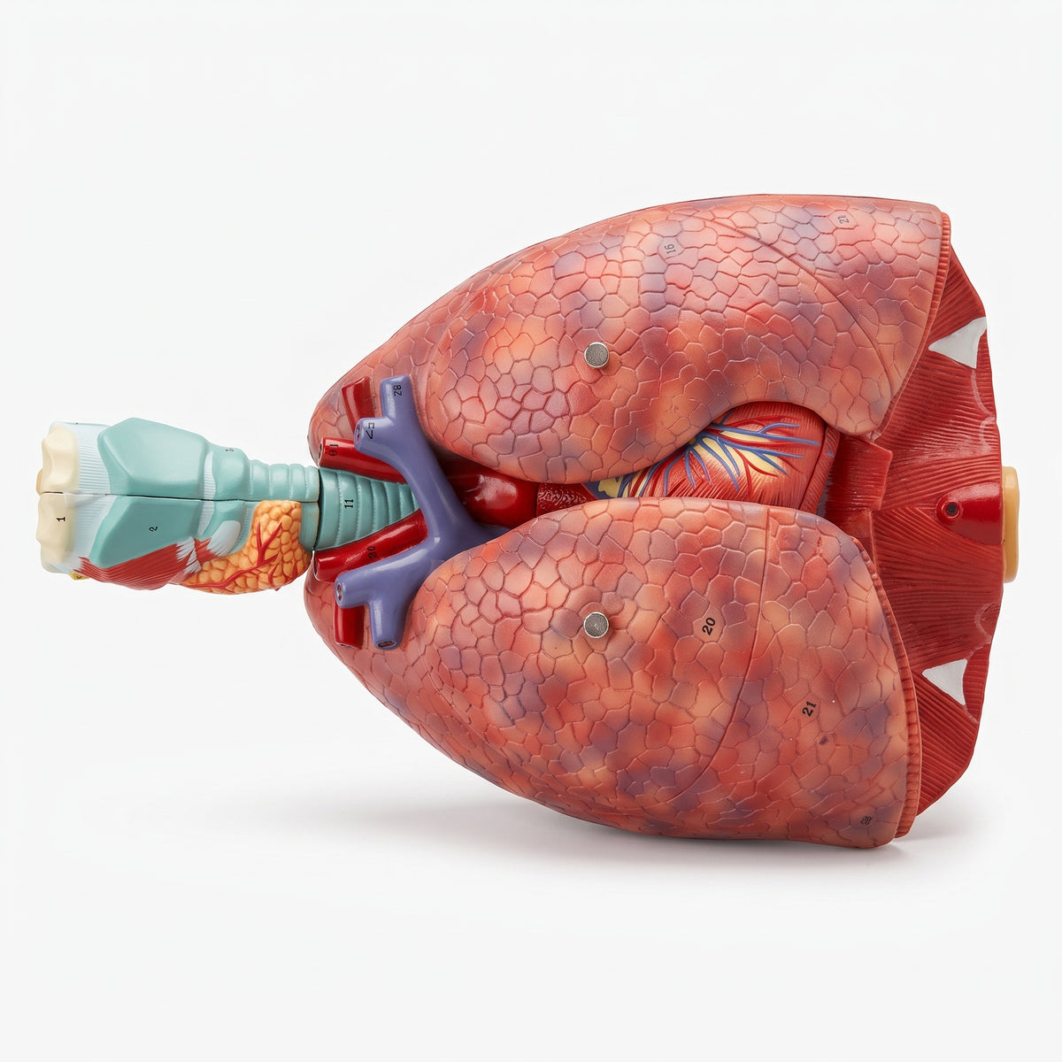 Modèle Anatomique Poumon 3D Image principale du produit