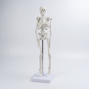 Squelette Humain Didactique 42 cm – Qualité Supérieure