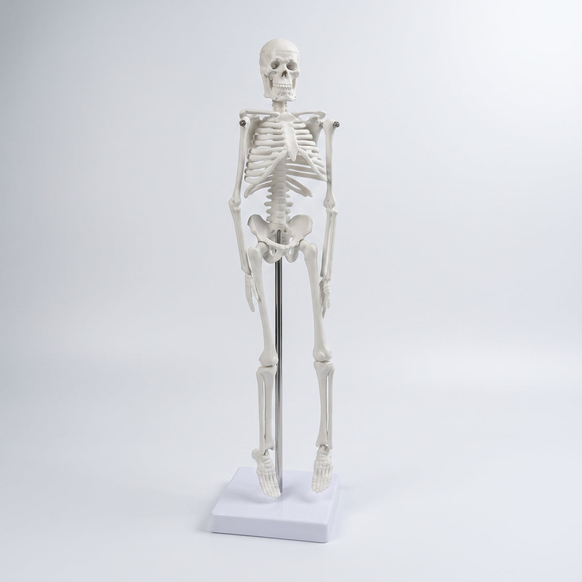 Squelette Humain Didactique 42 cm – Qualité Supérieure