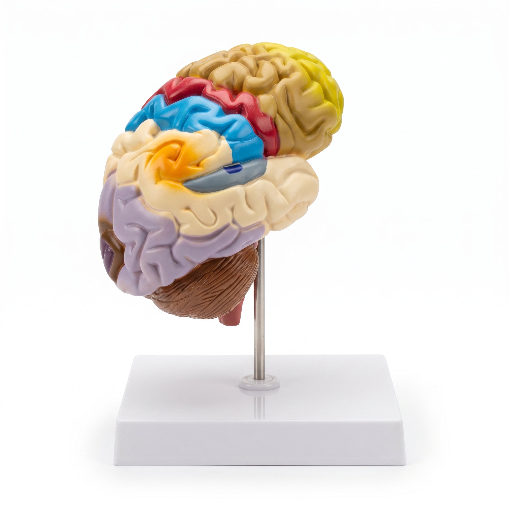 Coupe Sagittale du Cerveau : Modèle Demi-Cerveau Image principale du produit