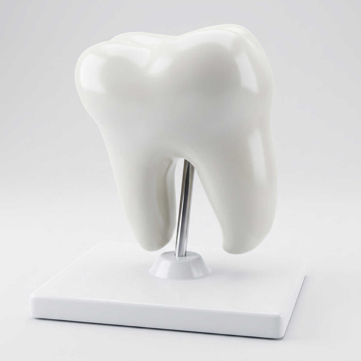 Modèle anatomique dent 3D Image principale du produit