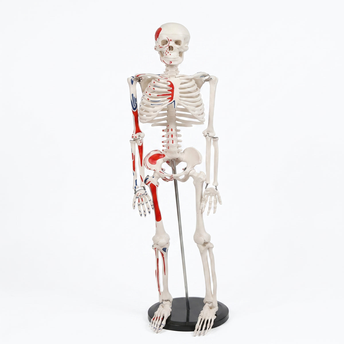 Squelette Humain avec Nerfs 85 cm – Modèle Anatomique Médical Image principale du produit