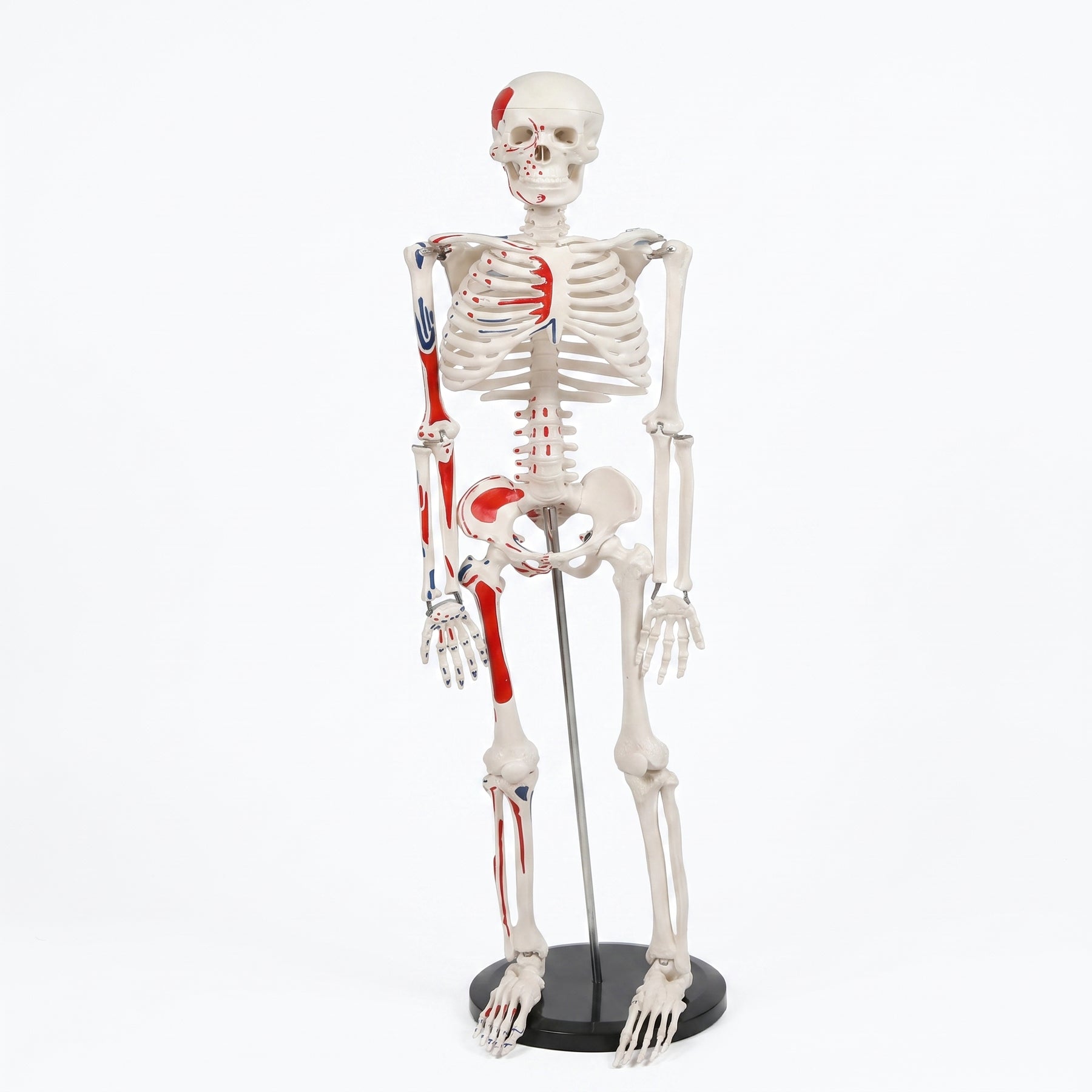 Squelette Humain avec Nerfs 85 cm – Modèle Anatomique Médical