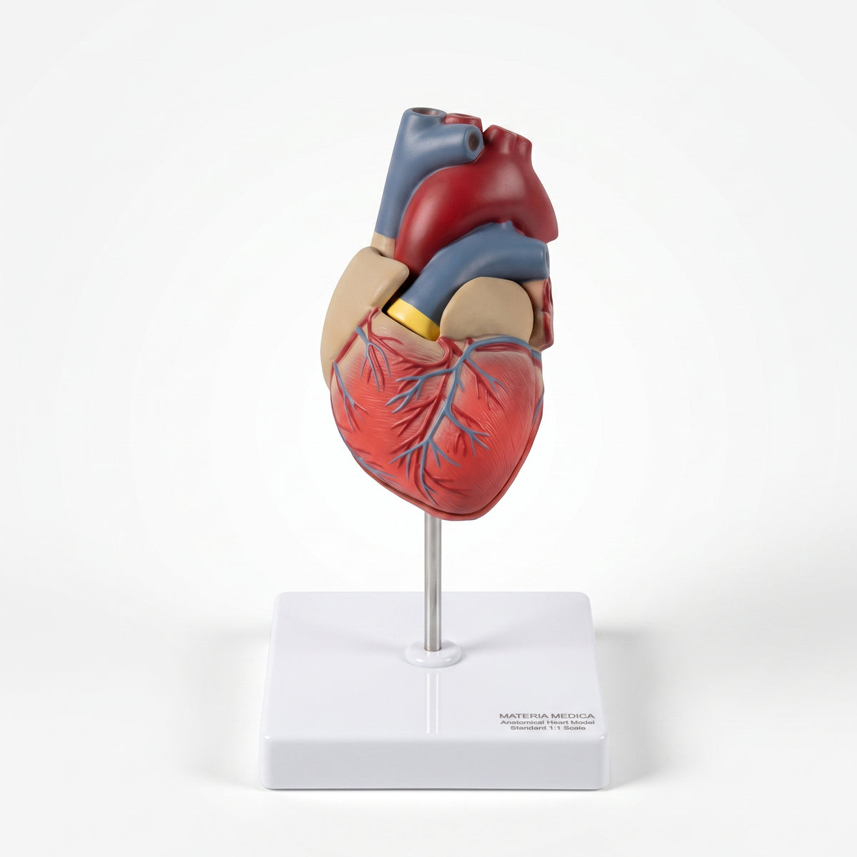 Modèle Anatomique : Cœur Humain 3D Image principale du produit