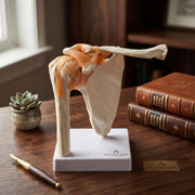 Modèle Articulation Épaule – Maquette Anatomique de Précision