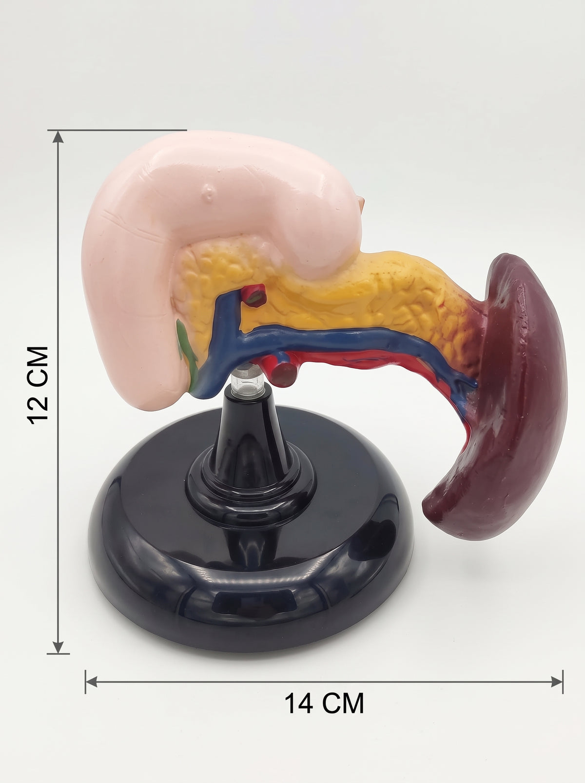 Modèle anatomique du pancréas humain 3D 14*12 cm