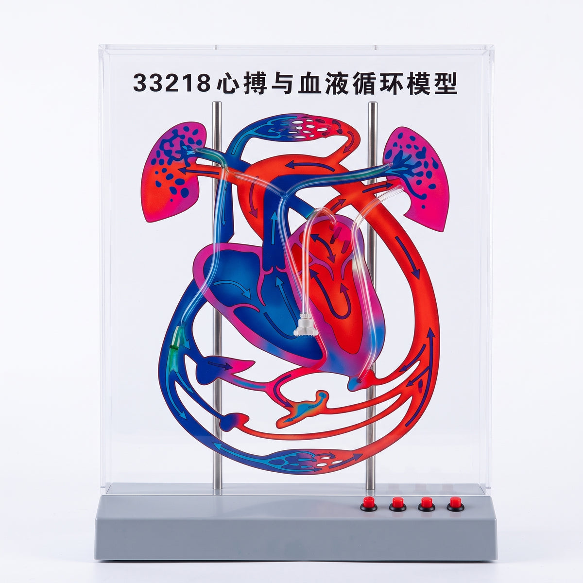 Modèle Circulation Sanguine et Cœur Image principale du produit