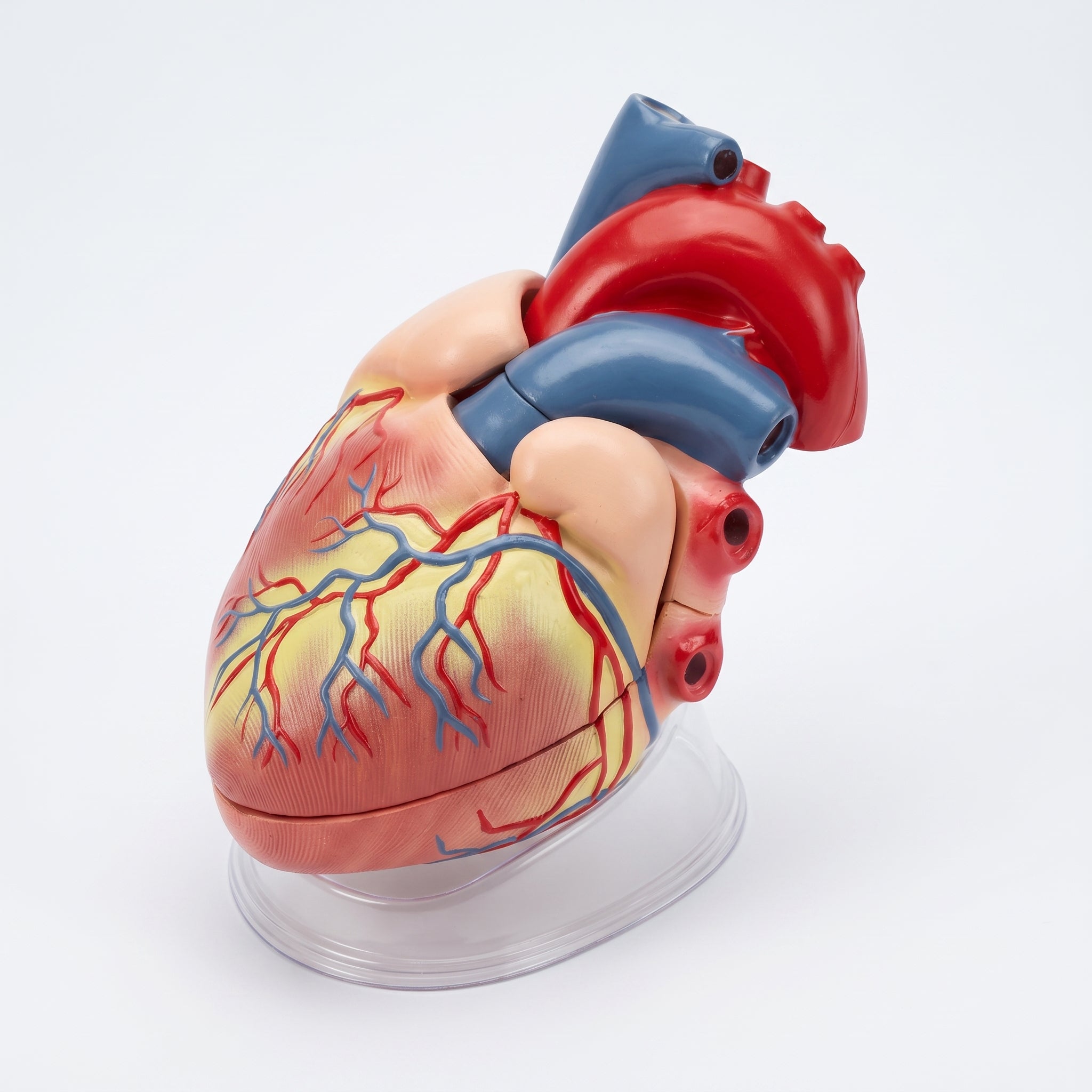 Modèle Anatomique Cœur 3D Image principale du produit