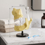 Modèle anatomique dents enfant 31*22 cm