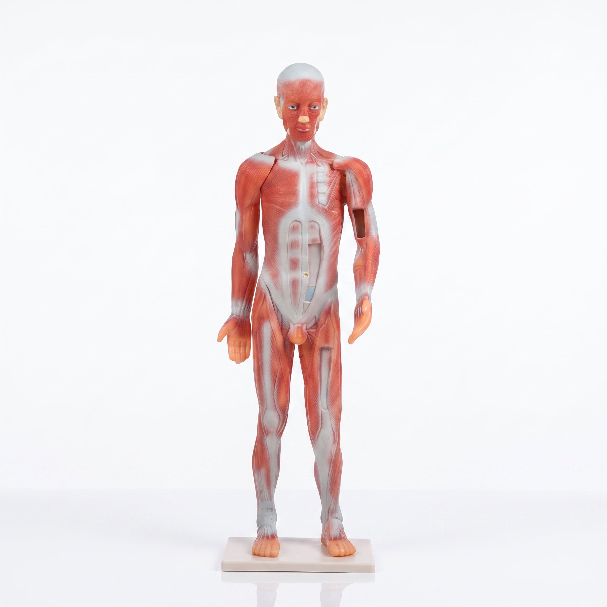 Système Musculaire Humain 3D : Modèle Anatomique Image principale du produit