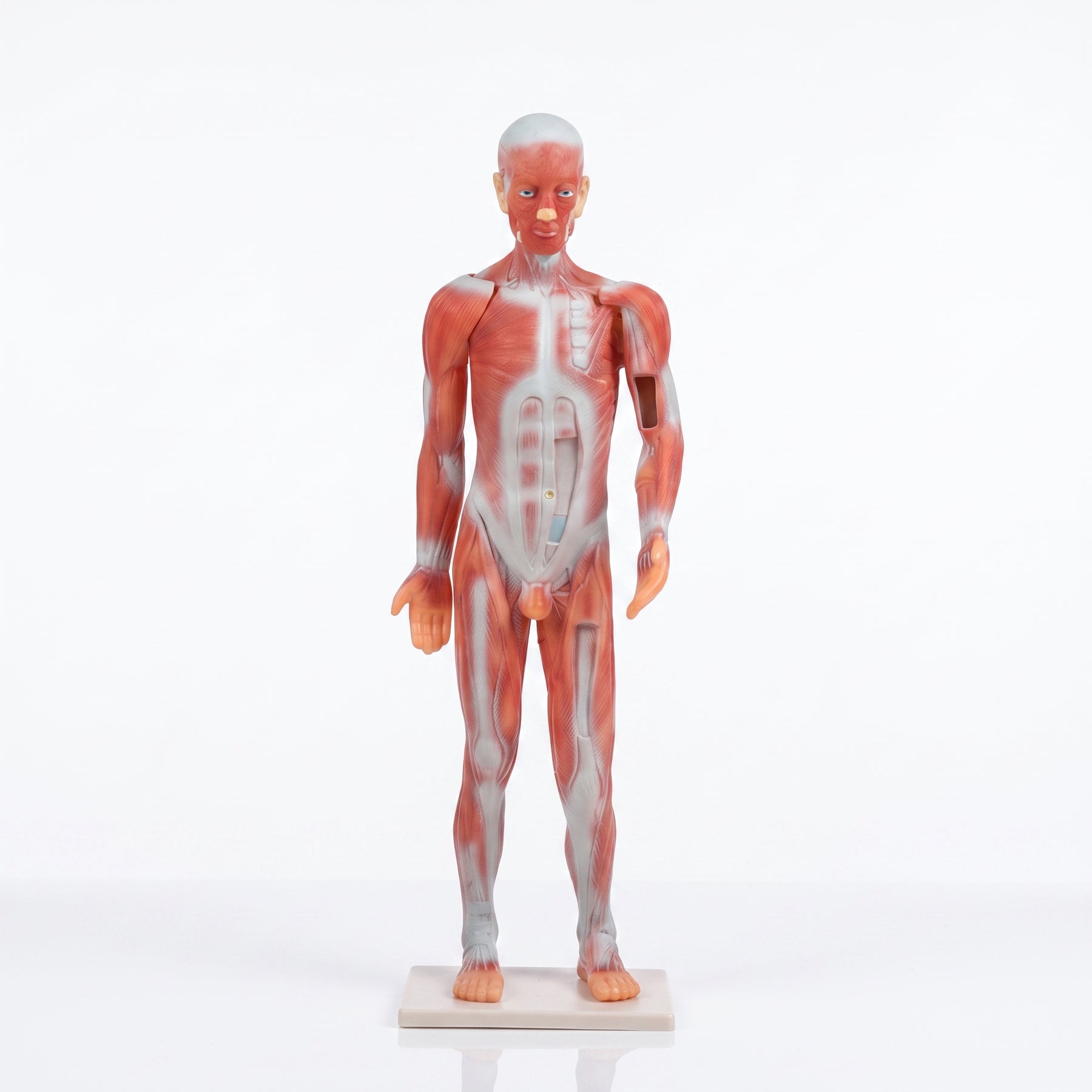 Système Musculaire Humain 3D : Modèle Anatomique