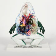 Modèle Anatomique Grenouille 3D