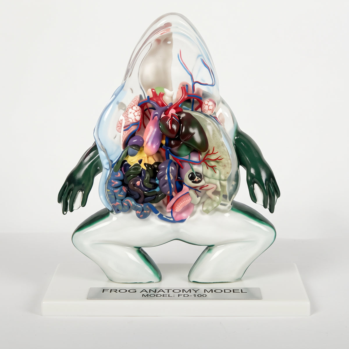 Modèle Anatomique Grenouille 3D