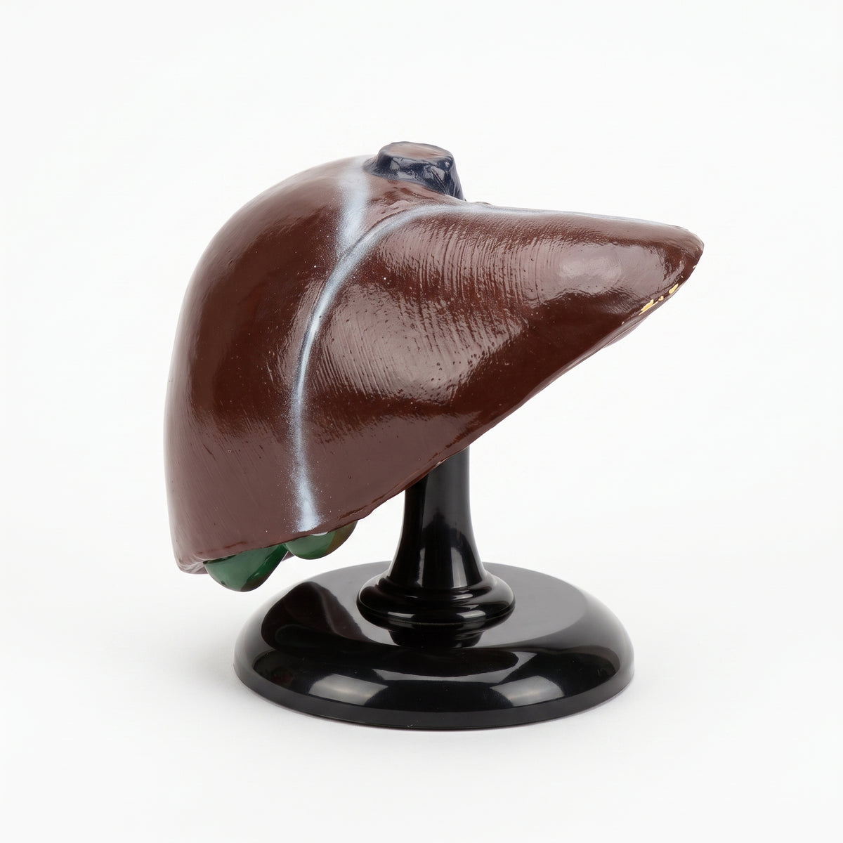 Modèle anatomique du foie humain 3D Image principale du produit