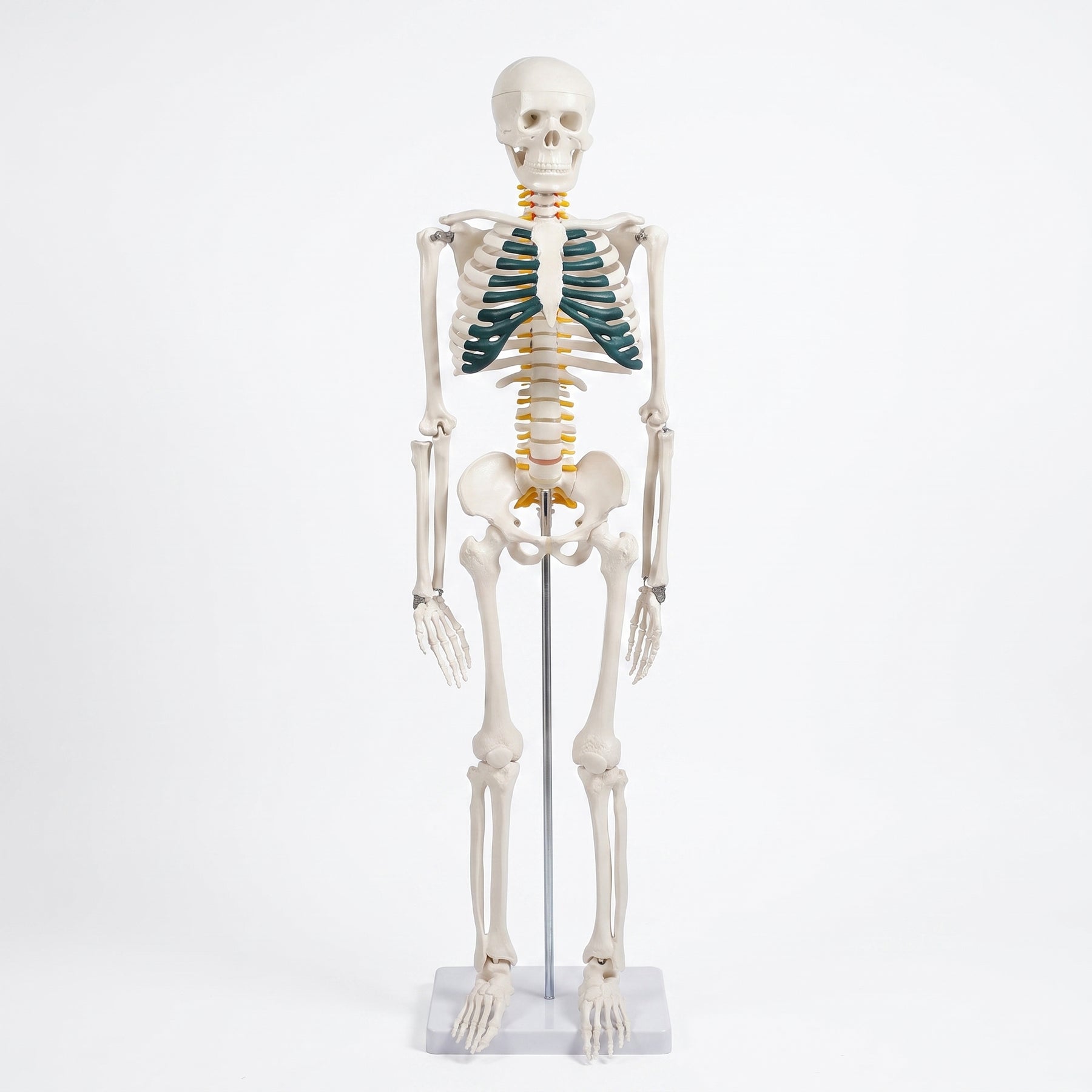 Squelette Humain 170cm avec Nerfs – Modèle Anatomique Taille Réelle