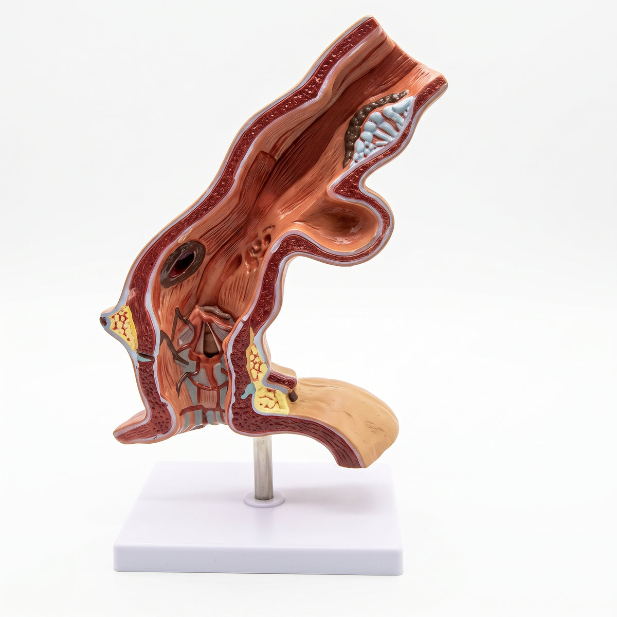 Modèle Anatomique Œsophage Image principale du produit