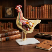 Modèle Anatomique Poule 3D