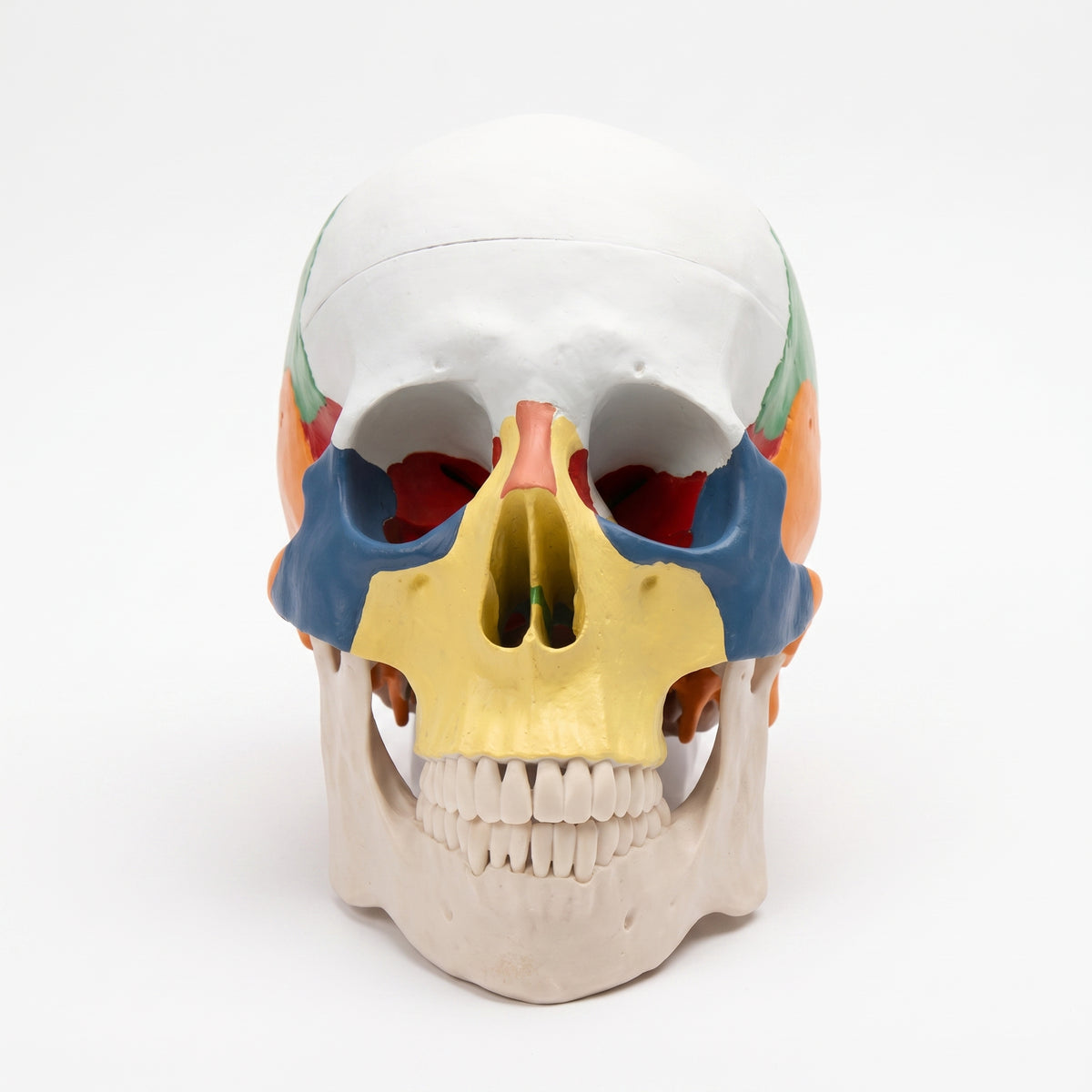 Modèle Crâne Humain Coloré – Maquette Anatomique Didactique Image principale du produit