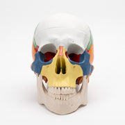 Modèle Crâne Humain Coloré – Maquette Anatomique Didactique