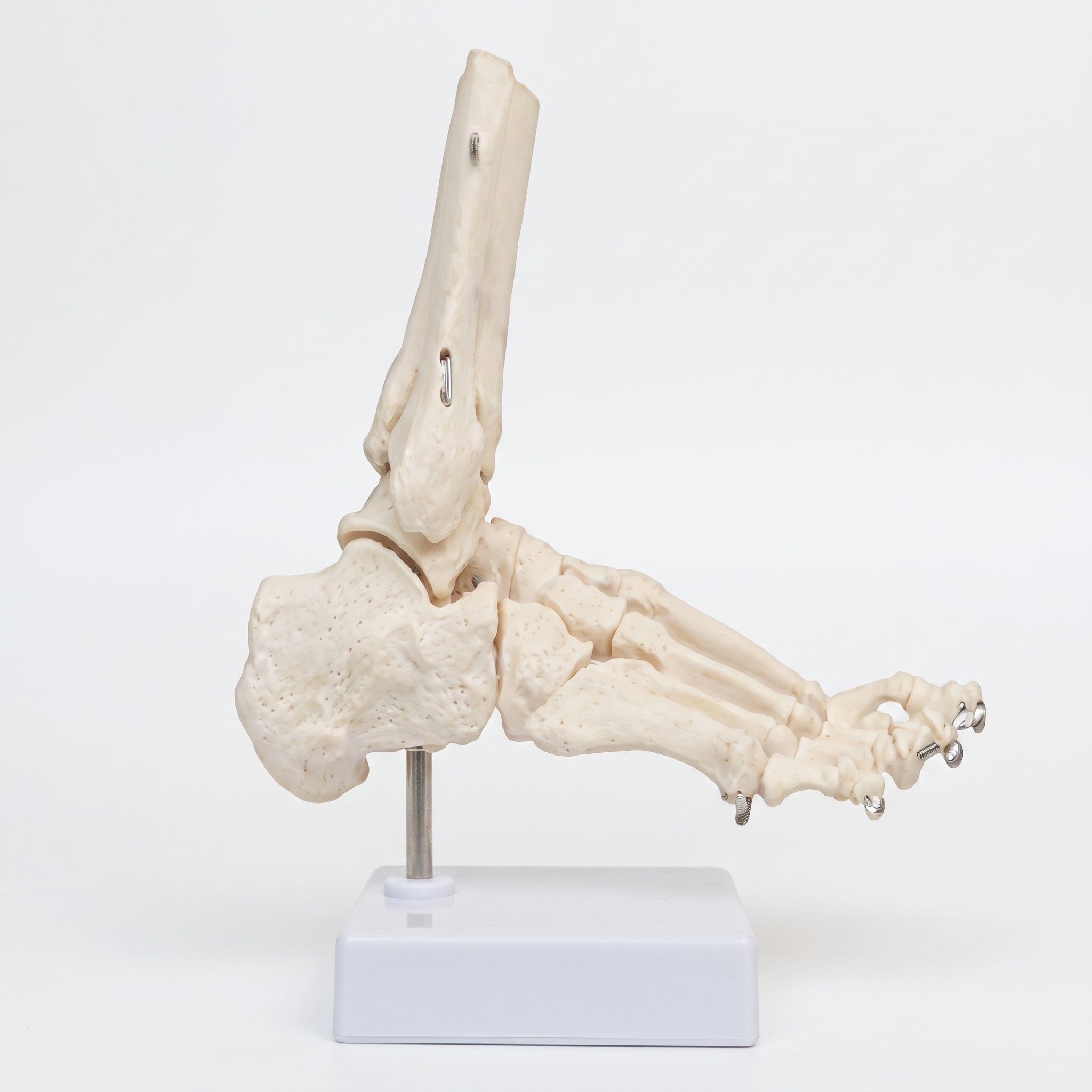 Modèle Os du Pied – Maquette Anatomique Articulée Haute Qualité Image principale du produit