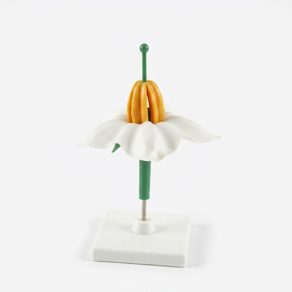 Modèle Anatomique : Fleur de Pomme de Terre 3D Image principale du produit