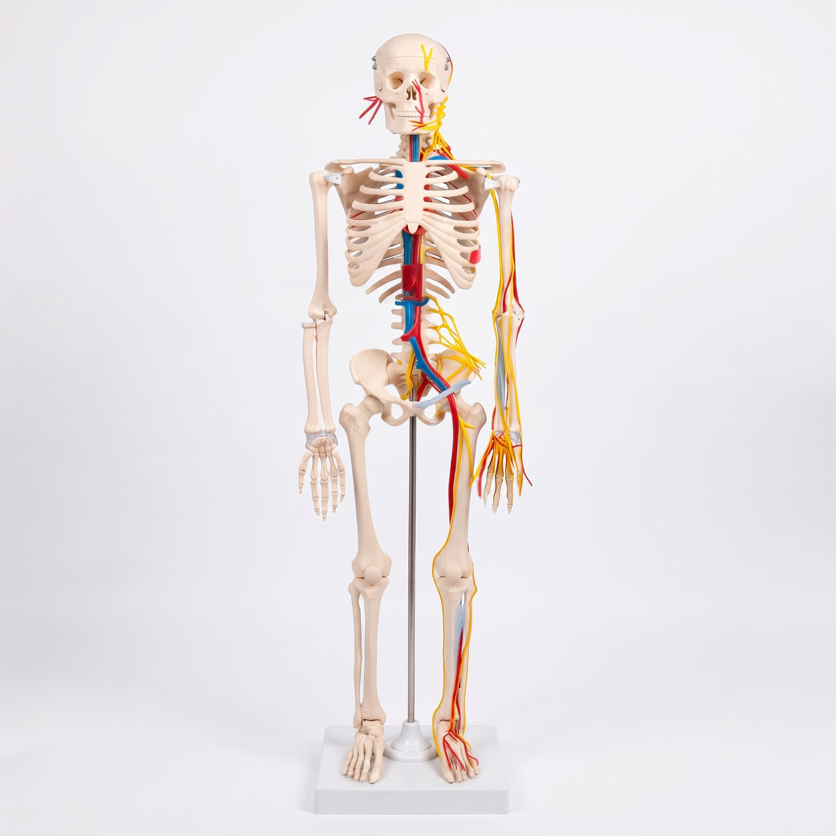 Squelette humain anatomique avec nerfs (85 cm) – Résistant et détaillé Image principale du produit