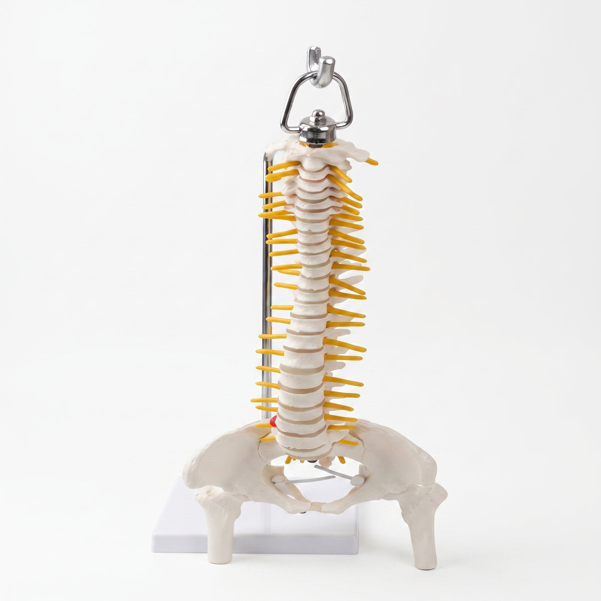 Modèle Colonne Vertébrale – Réplique Anatomique de Précision Image principale du produit