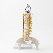 Modèle Colonne Vertébrale – Réplique Anatomique de Précision