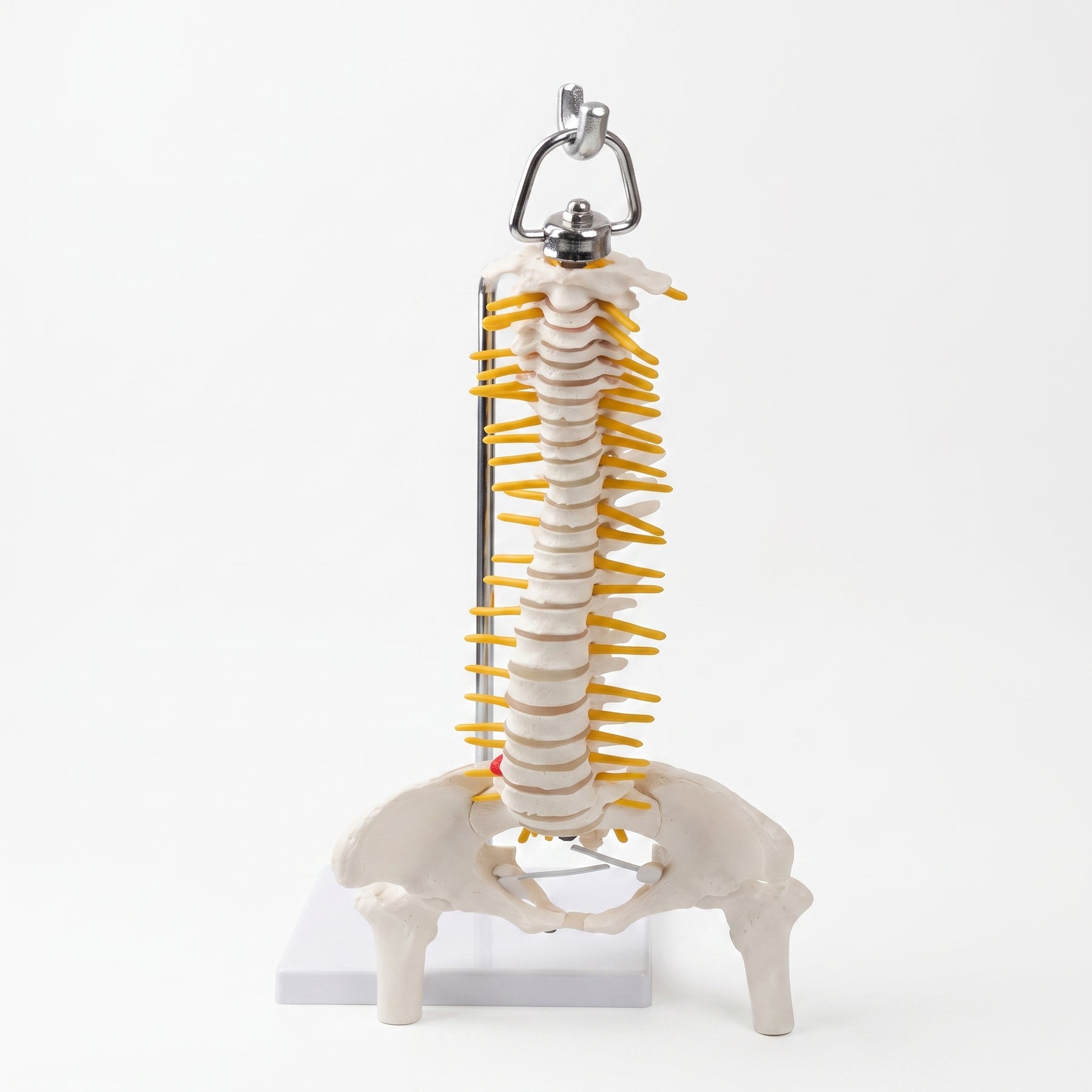 Modèle Colonne Vertébrale – Réplique Anatomique de Précision