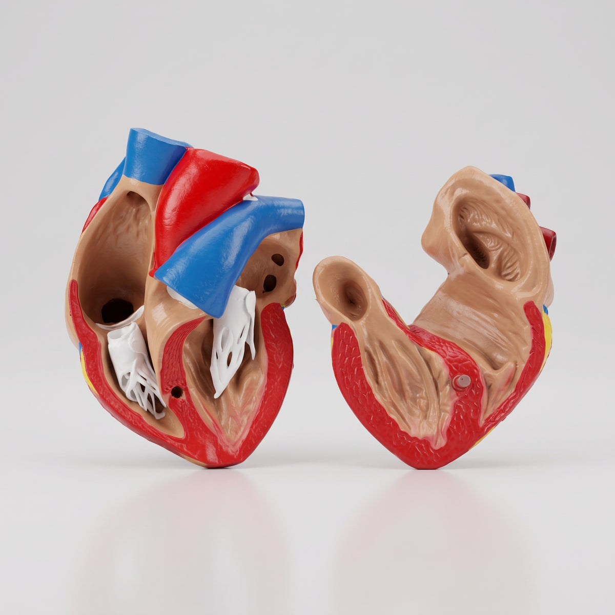 Modèle Anatomique : Cœur Humain 3D 11*7 cm