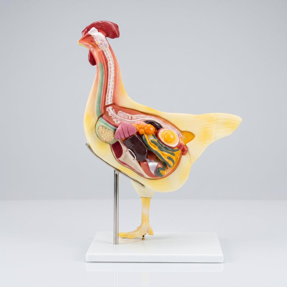 Modèle Anatomique Poule 3D Image principale du produit