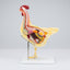 Modèle Anatomique Poule 3D