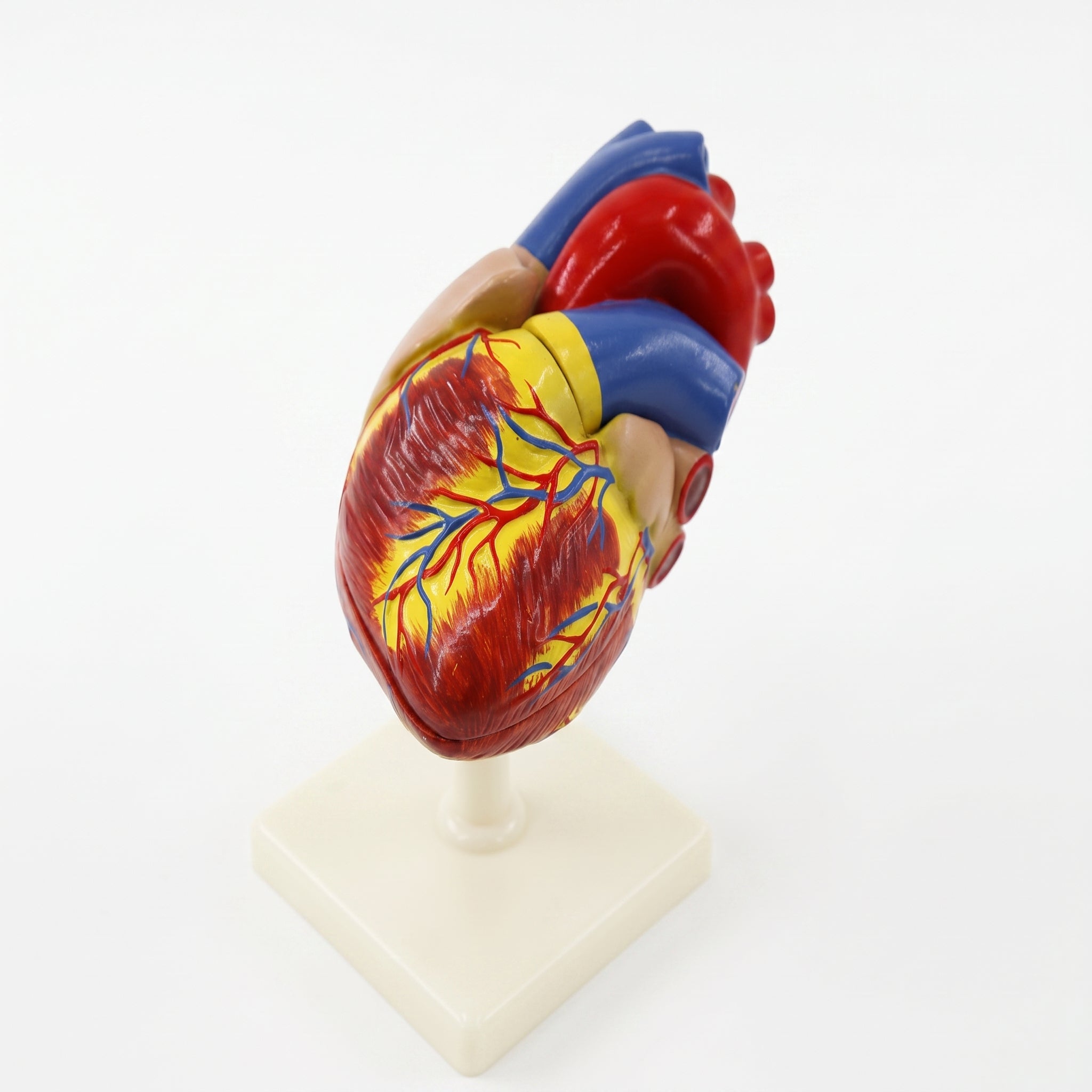 Modèle Anatomique : Cœur Humain 3D Image principale du produit