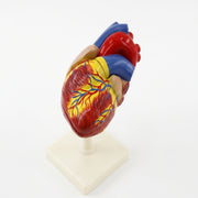 Modèle Anatomique : Cœur Humain 3D