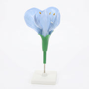 Modèle Anatomique : Fleur de Pois 3D