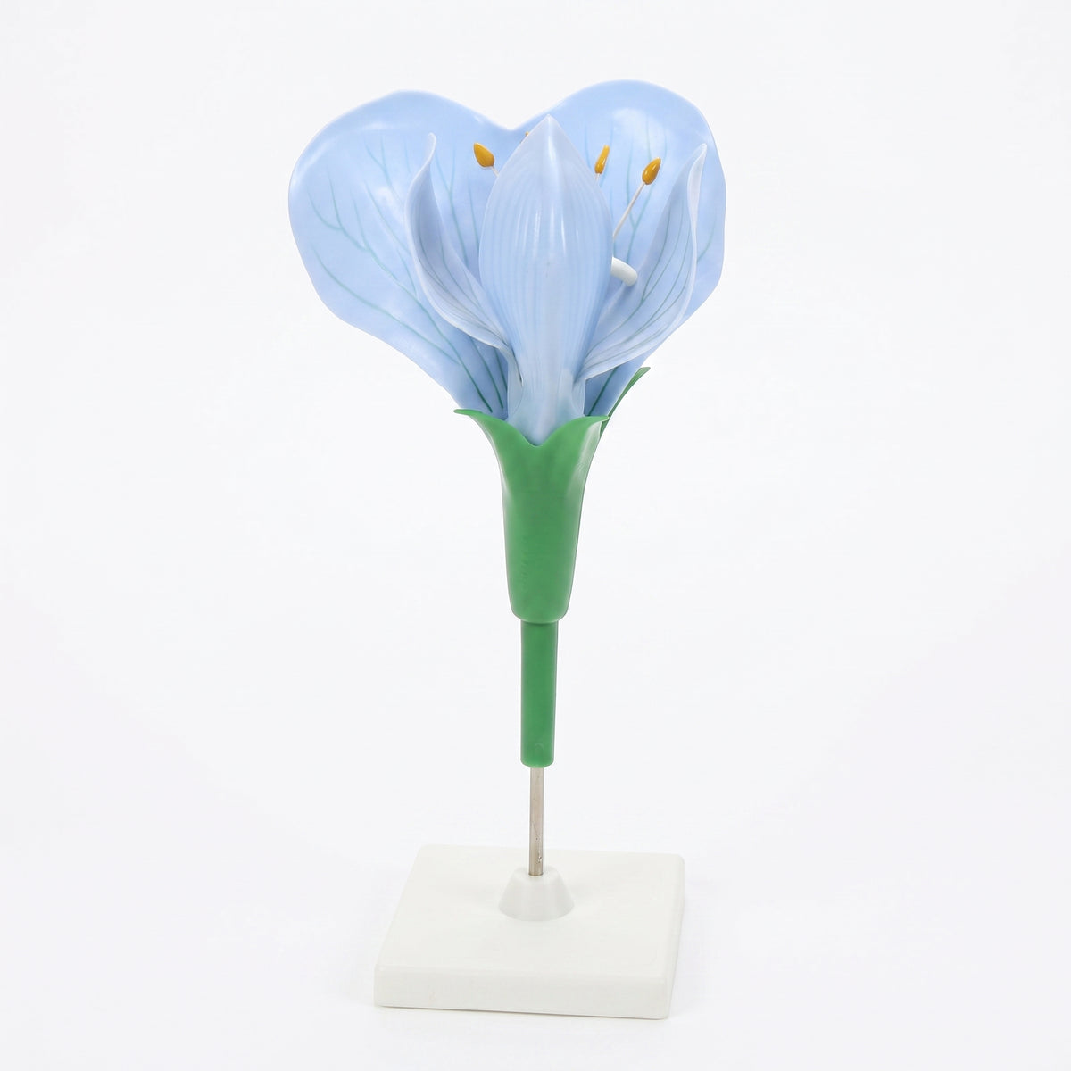 Modèle Anatomique : Fleur de Pois 3D